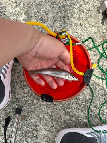 シロギスの釣果
