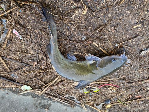 アメリカナマズの釣果