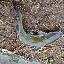 アメリカナマズ