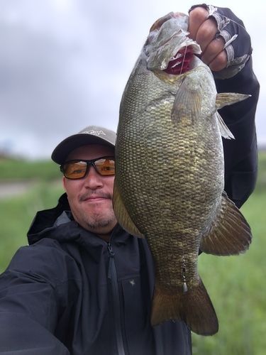 スモールマウスバスの釣果