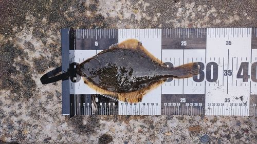 イシガレイの釣果