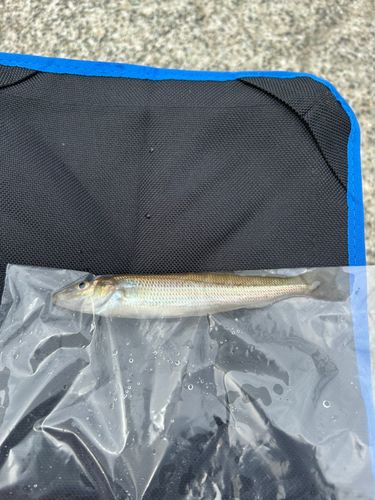 シロギスの釣果