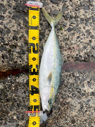 ハマチの釣果