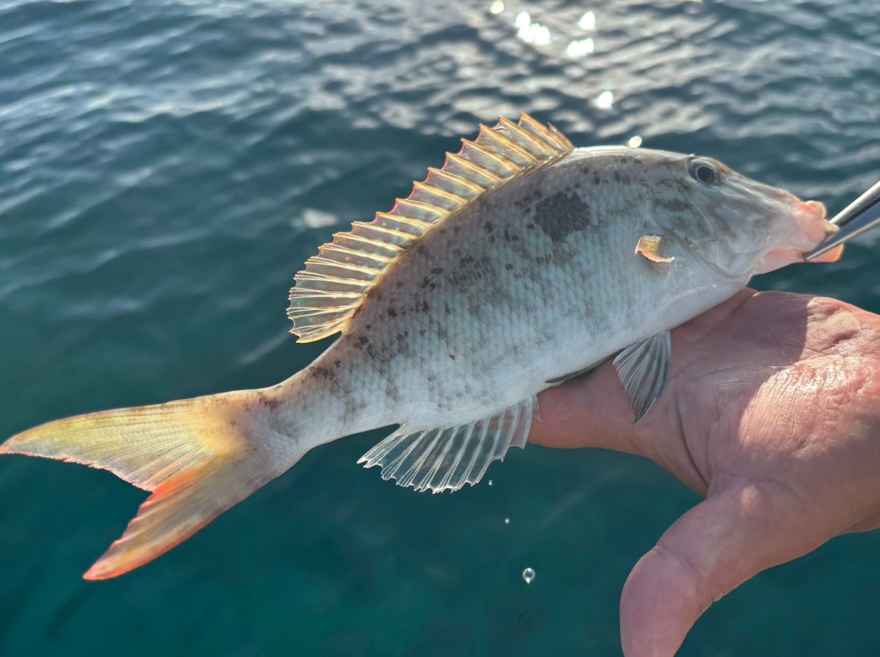 キツネフエフキ