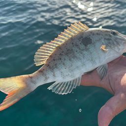 キツネフエフキ