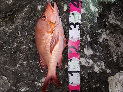 ヒメフエダイの釣果