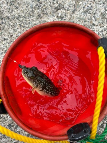 クサフグの釣果