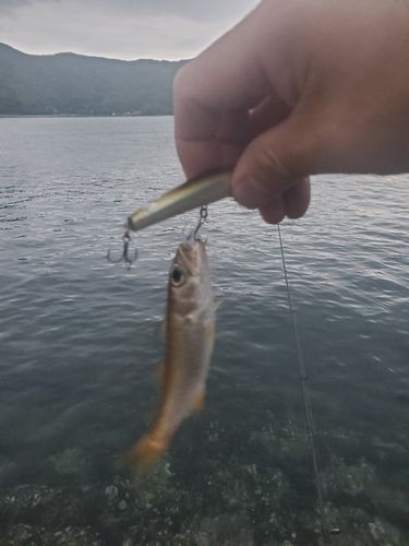 ムツの釣果