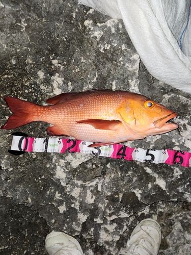 バラフエダイの釣果