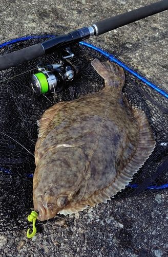 イシガレイの釣果