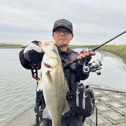 シーバス