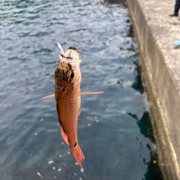 クロホシイシモチ