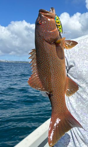 スジアラの釣果