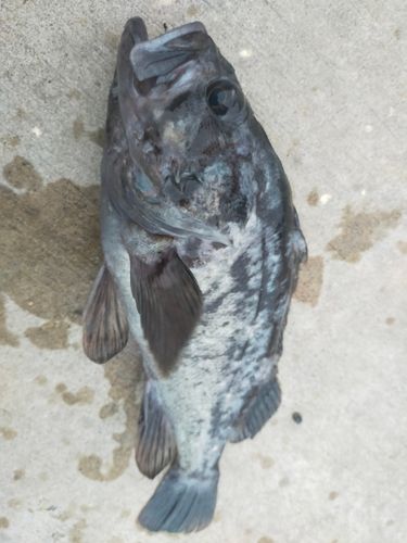 クロソイの釣果