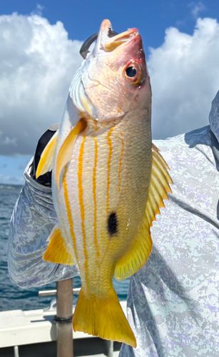 ニセクロホシフエダイの釣果