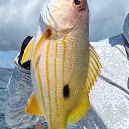 ニセクロホシフエダイ