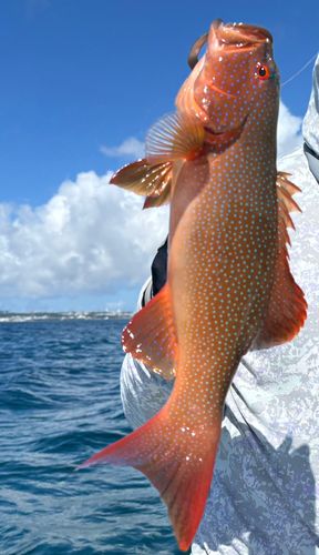 スジアラの釣果