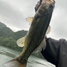 ブラックバス