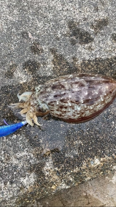 コウイカの釣果