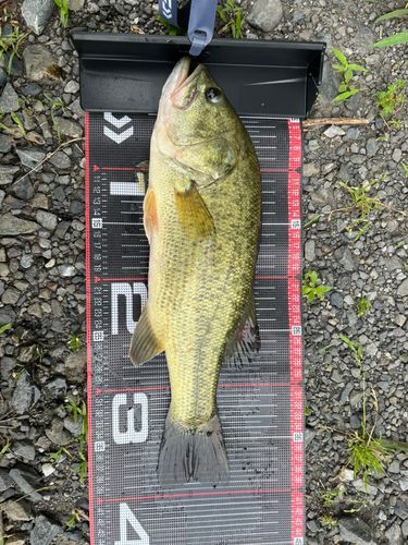ブラックバスの釣果