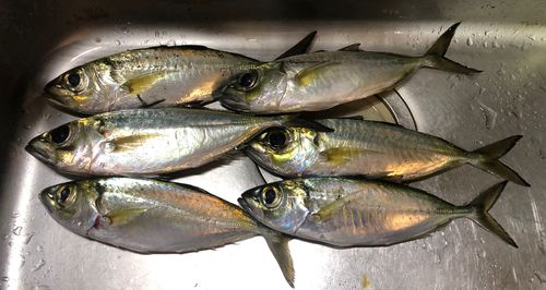 メアジの釣果