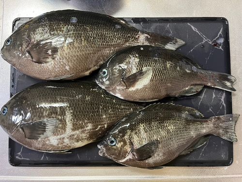 グレの釣果