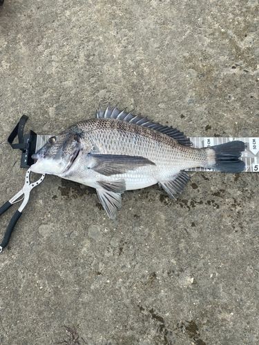 クロダイの釣果
