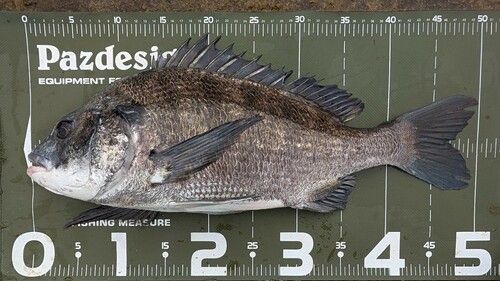 クロダイの釣果