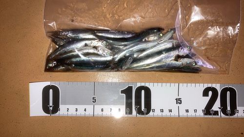カタクチイワシの釣果