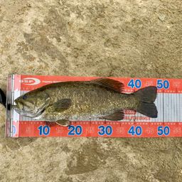 スモールマウスバス