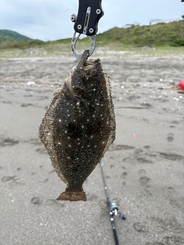 ソゲの釣果
