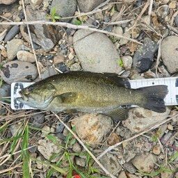 スモールマウスバス