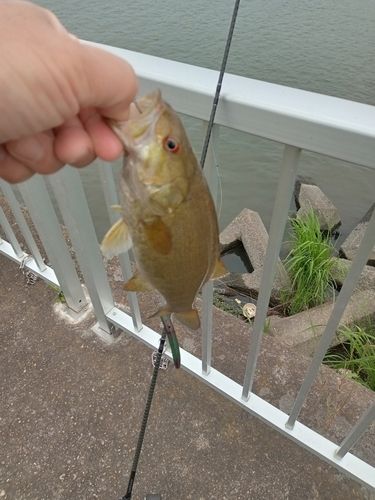 スモールマウスバスの釣果