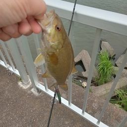 スモールマウスバス