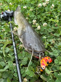 ナマズの釣果