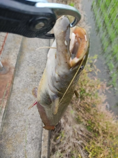 ナマズの釣果