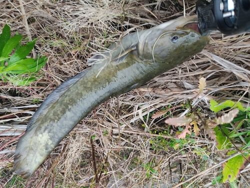 ナマズの釣果