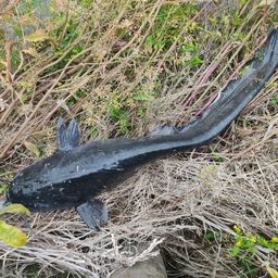 ナマズ