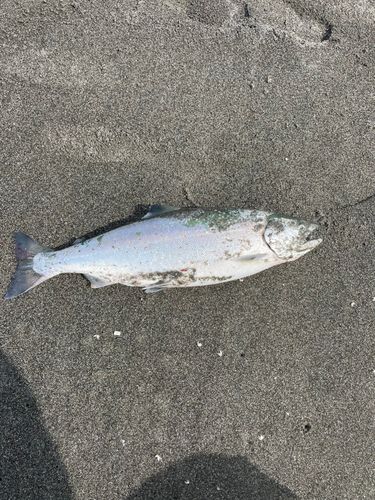 サクラマスの釣果