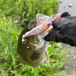 スモールマウスバス