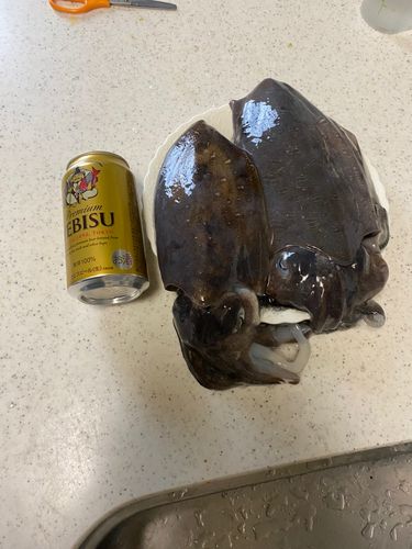 コウイカの釣果