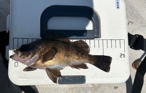 メバルの釣果