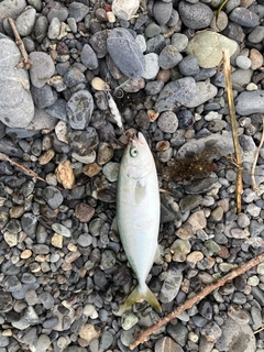 ワカシの釣果