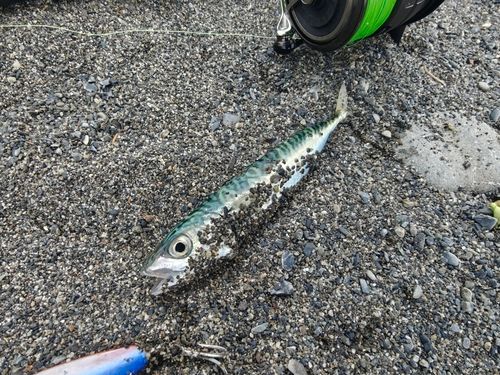 サバの釣果