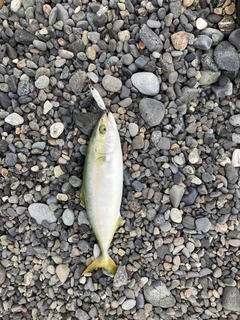 ワカシの釣果