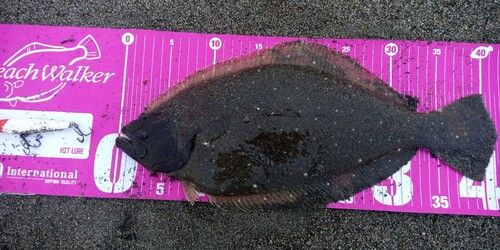 ヒラメの釣果