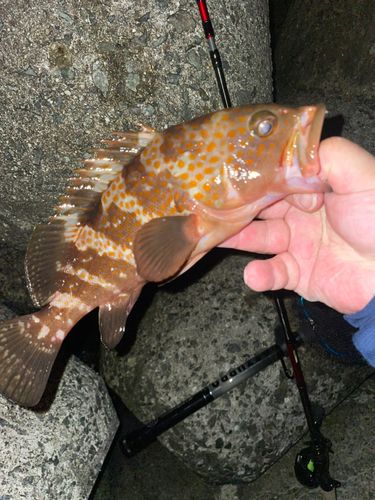 アコウの釣果