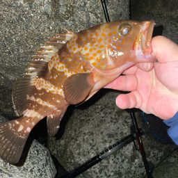 アコウ