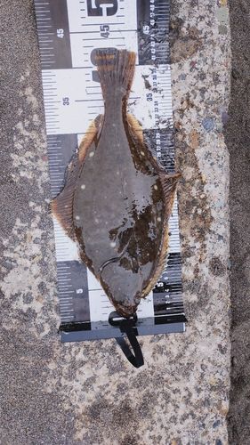 イシガレイの釣果