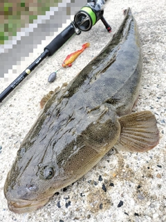 マゴチの釣果